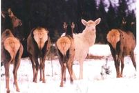 Land in Flathead County, Montana