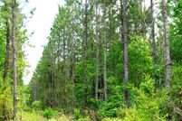 Undeveloped Land in Allen Parish, Louisiana
