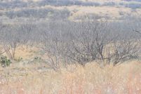 Land in Archer County, Texas