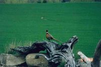 Land in Musselshell County, Montana