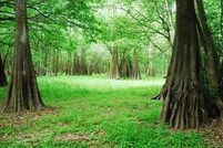 Farm and Ranch in Alachua County, Florida