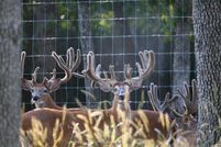 Farm and Ranch in Saint Francois County, Missouri