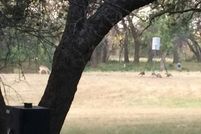 Farm and Ranch in Mills County, Texas
