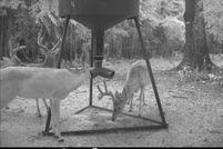 Farm and Ranch in Montgomery County, Alabama