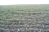 Land in Madison Parish, Louisiana