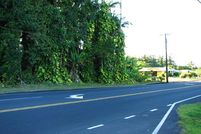Timberland Property in Hawaii County, Hawaii