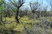 Farm and Ranch in Coleman County, Texas