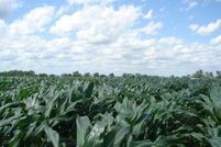 Farm and Ranch in Henry County, Iowa