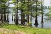 Timberland Property in Wilkinson County, Mississippi