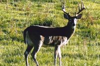 Farm and Ranch in Rosebud County, Montana
