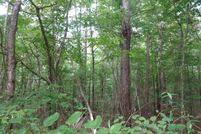 Timberland Property in Copiah County, Mississippi