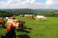 Farm and Ranch in Chenango County, New York
