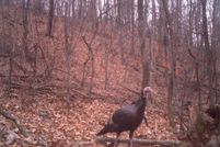 Timberland Property in Shenandoah County, Virginia