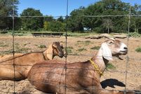 Farm and Ranch in McLennan County, Texas