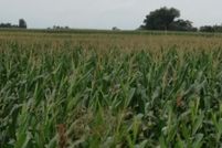 Farm and Ranch in Barton County, Missouri