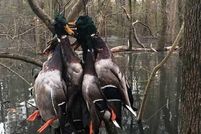 Land in Saint Francis County, Arkansas