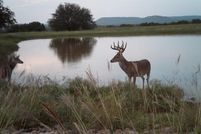 Farm and Ranch in Runnels County, Texas