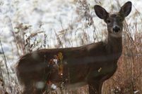 Farm and Ranch in Roane County, West Virginia