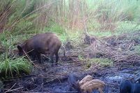 Farm and Ranch in Madison County, Florida