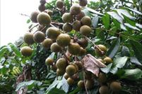 Farm and Ranch in Hawaii County, Hawaii