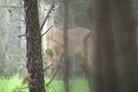 Recreational Property in Hickory County, Missouri