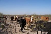 Farm and Ranch in Pecos County, Texas