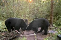 Land in Waupaca County, Wisconsin