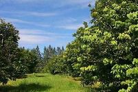 Farm and Ranch in Hawaii County, Hawaii