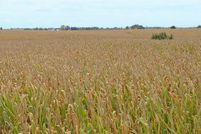 Land in Lee County, Iowa