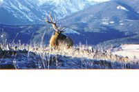 Farm and Ranch in Ravalli County, Montana