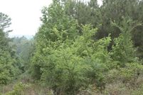 Farm and Ranch in Cherokee County, Texas