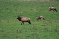 Farm and Ranch in Newton County, Arkansas