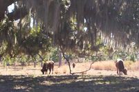 Farm and Ranch in Lake County, Florida