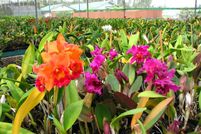 Farm and Ranch in Hawaii County, Hawaii