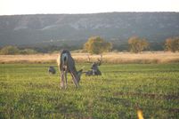 Farm and Ranch in Briscoe County, Texas