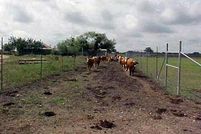 House in Guadalupe County, Texas