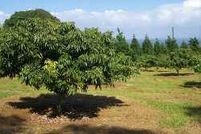 Farm and Ranch in Hawaii County, Hawaii