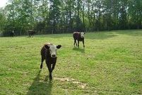 Farm and Ranch in Guilford County, North Carolina