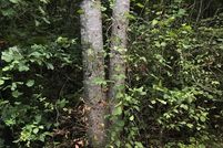 Undeveloped Land in Charlotte County, Virginia