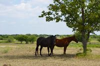 Farm and Ranch in McLennan County, Texas
