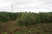 Undeveloped Land in Manistee County, Michigan