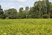 Undeveloped Land in Pender County, North Carolina
