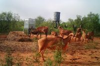 Land in Foard County, Texas