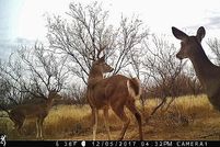 Hunting Property in Foard County, Texas