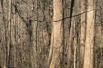 Undeveloped Land for sale in Hall County, Georgia