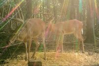 Recreational Property in Benton County, Arkansas