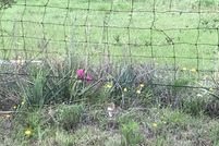 Undeveloped Land in Hamilton County, Texas