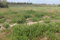 Undeveloped Land in Cameron Parish, Louisiana