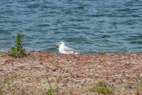 Undeveloped Land in Johnson County, Wyoming