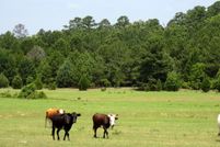Undeveloped Land in Smith County, Texas